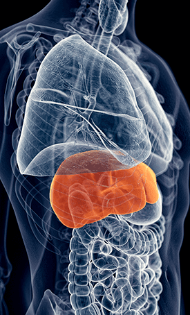 HEPATOBURN User's Feet